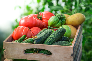 Fresh tomatoes and cucumbers in wooden box