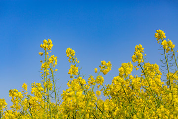 Colza flowers
