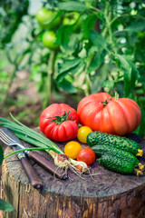 Homemade vegetables in sunny garden
