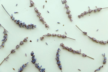 Dry lavender on baby blue background, top view.