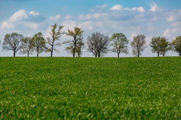 Young wheat large view