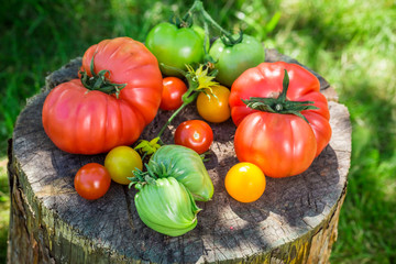 Freshly harvested tomatoes