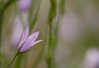 Purple campanula flowers 