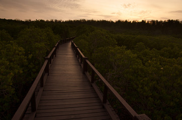 Fototapeta premium Path along mangrove forest in Morning,Thailand