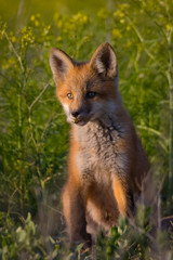 Red fox kit sitting tall in sunset light while surrounded by lush green plants