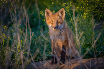 Red Fox Kit behind grass in sunset light