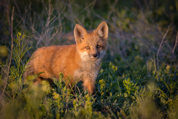 Red Fox Kit in Sunset Light