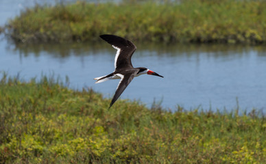 Black skimmer tern, Rynchops niger, shorebird in flight in a marsh in Southern California - obrazy, fototapety, plakaty