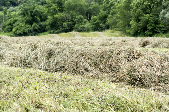 Hay making- windrows