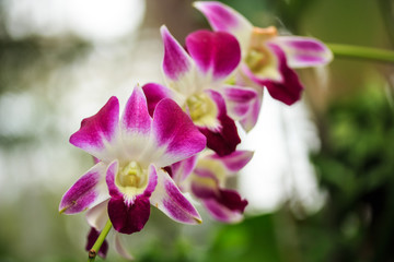 Fototapeta na wymiar Beautiful Pink Orchid.