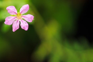 Wild Pink Flower.