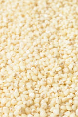 food background of sorghum, tilt shift lens