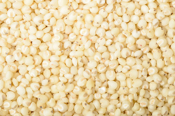 food background of sorghum, tilt shift lens