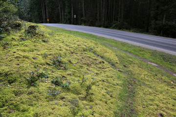 A trail running beside the road on Gabriola Island, just off Vancouver Island, in British Columbia, Canada..