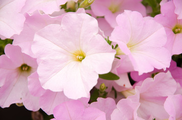 Pink petunia flowers