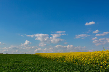 Colza field