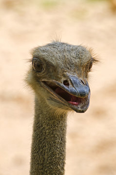 Ostrich Head Close up.