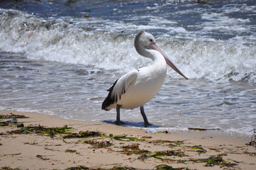 Pelican on Little Beach