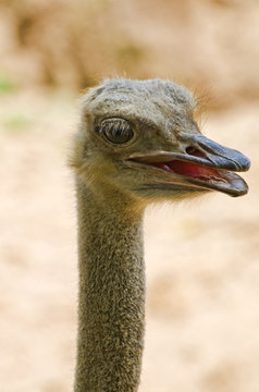 Ostrich Head.