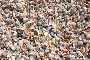 Seashells background