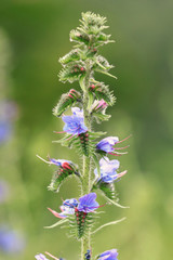 bright colorful flowers on a green background