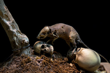 Still Life Skull and Danger Rat zombie