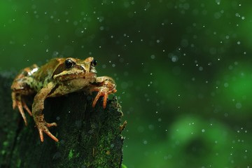 Frog close-up portrait