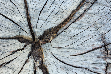 Old Stump Crack Texture.