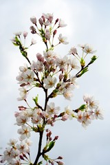 Obraz premium Beautiful pink cherry blossom in Vilnius city