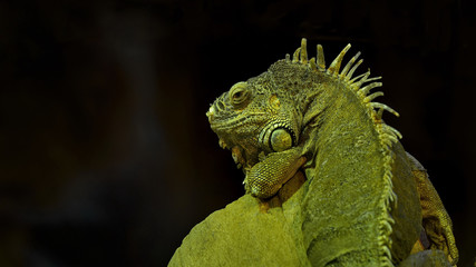 Picture of a lizard, nature, europe