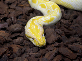 Albino Boa Constrictor Portrait, nature