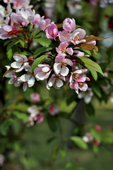 Spring apple blossoms, nature , europe