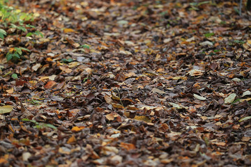 yellow autumn leaves background fall