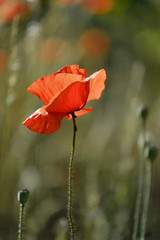 Obraz premium early morning red poppy field scene
