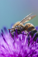 honey bee on clover