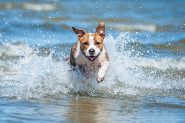 Happy american staffordshire terrier dog running in the water among the waves of the sea