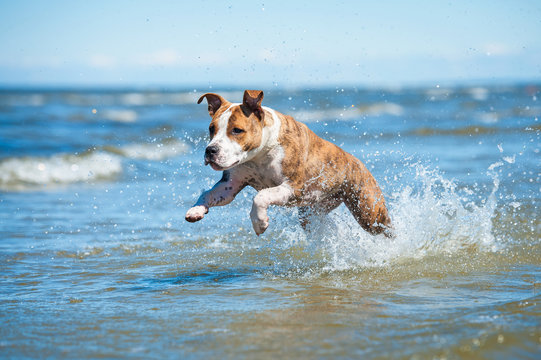 American staffordshire terrier dog running in the water