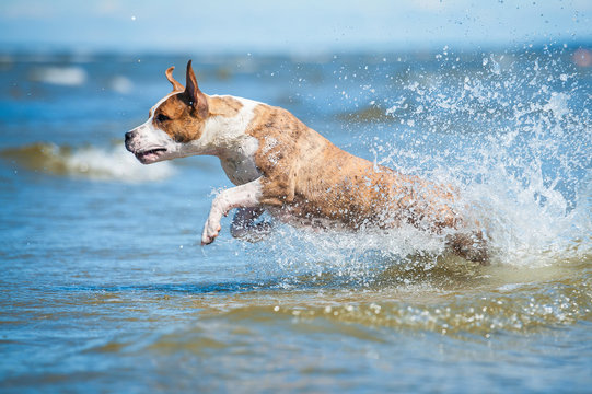 American staffordshire terrier dog running in the sea water