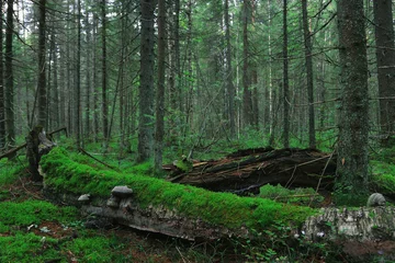 Wandcirkels aluminium Summer dense forest landscape © kichigin19