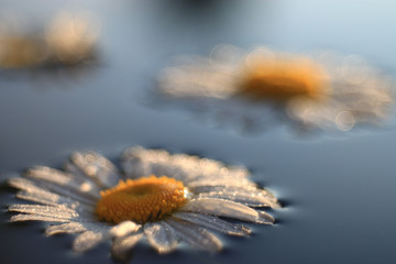 Chamomile background nature