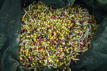 olive rete