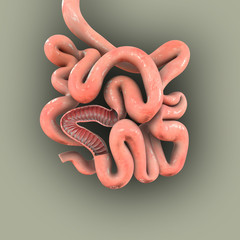 SMALL INTESTINE