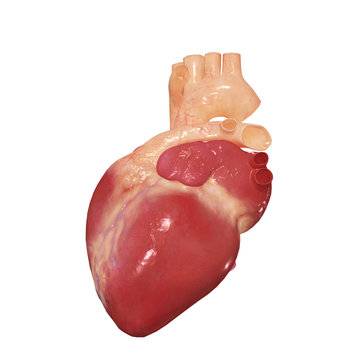 Human Heart.