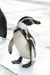 Fototapeta premium cute penguin