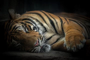 Papier Peint photo Lavable Tigre tigre du bengale endormi
