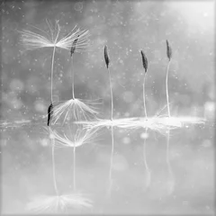 Peel and stick wall murals Best sellers Flowers and Plants dandelion fluff, design, ballet