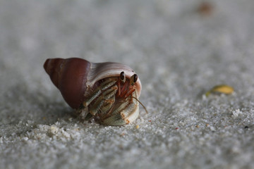 crab on sand beach coast