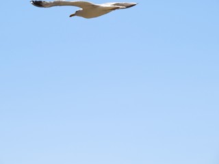 seagull