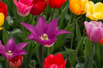 Fototapeta premium Purple Dream 2