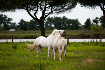 Plakat horses on pasture
